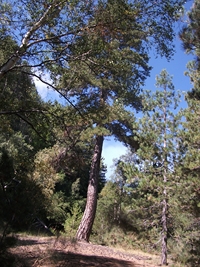 Torrente_Quarantore - 20110911 028.jpg